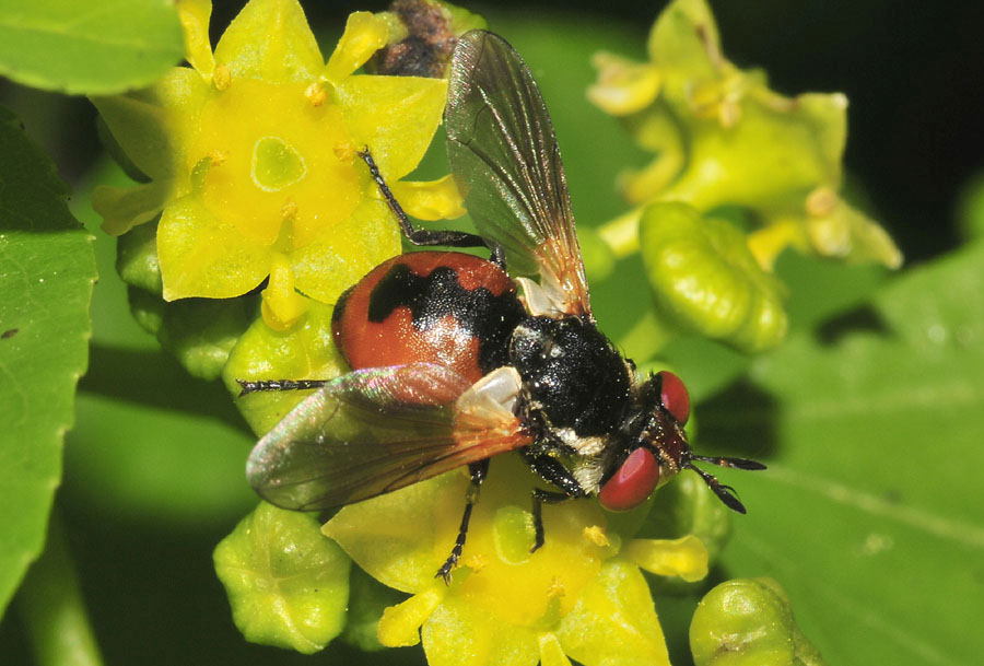 Gymnosoma da det.